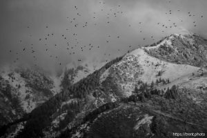 (Trent Nelson  |  The Salt Lake Tribune) Rain over Davis County, seen from the Great Salt Lake Shorelands Preserve on Tuesday, Feb. 17, 2026.